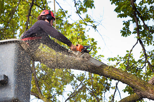 Best Arborist Consultation Services  in Deadwood, SD